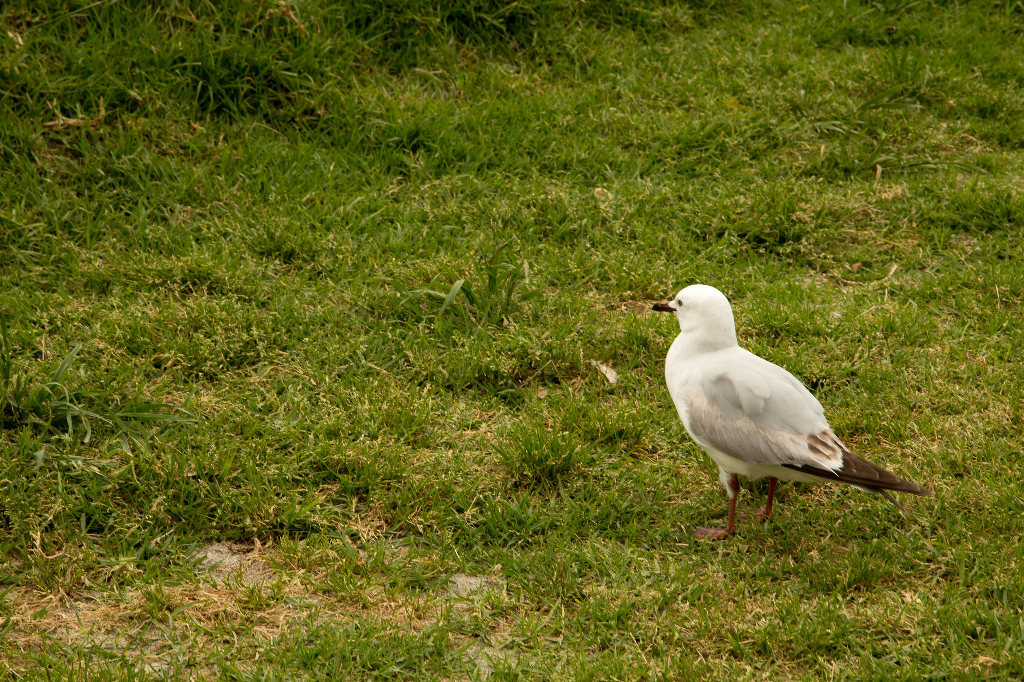 1030-WaihekeIsland-0084.jpg