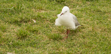 Waihekeisland
