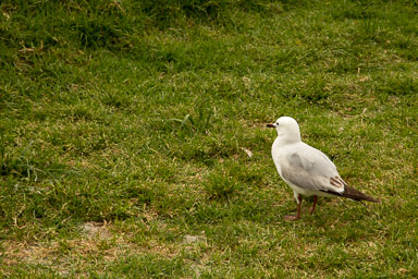1030-WaihekeIsland-0084.jpg