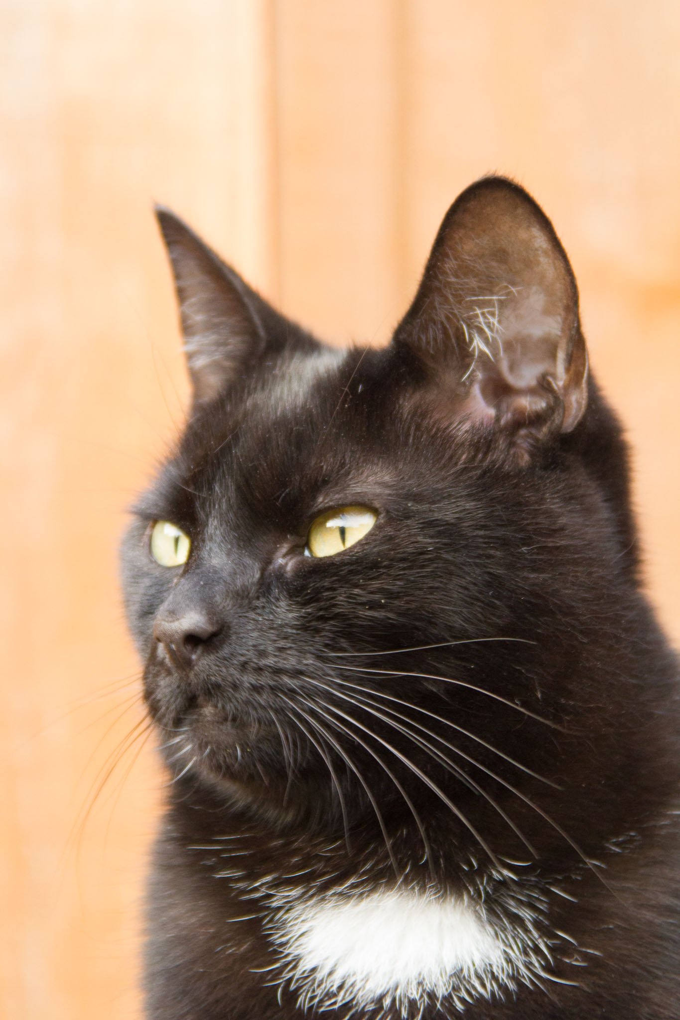 0712-Cats-0007.jpg