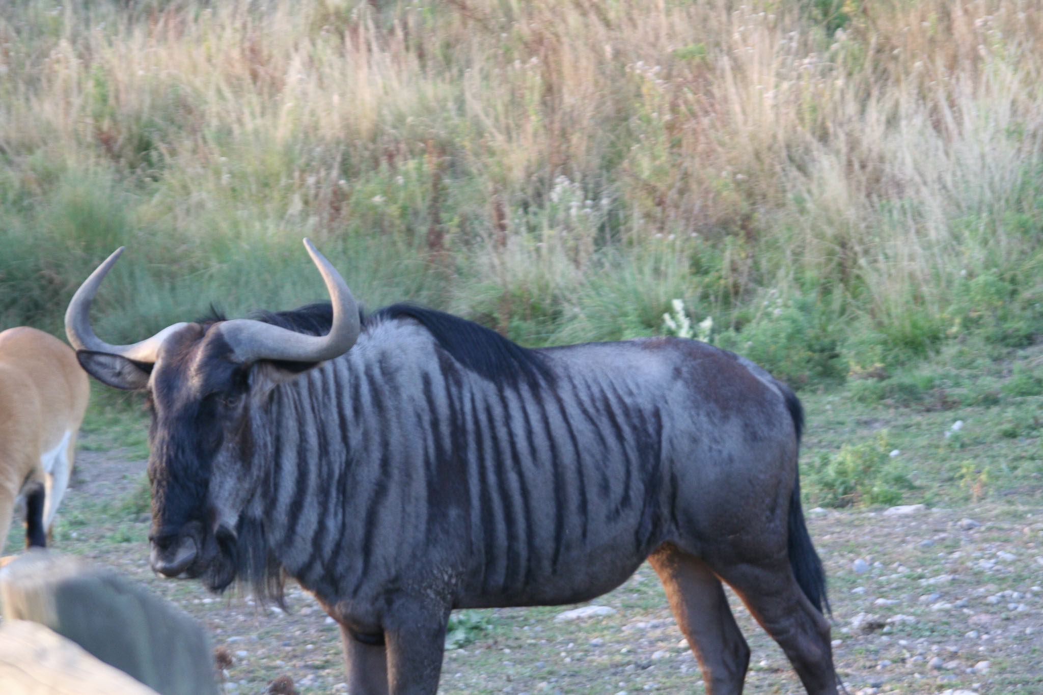 0827-SunsetSafari-0046.jpg