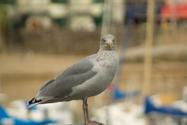 1007-Ilfracoombe-0105.jpg